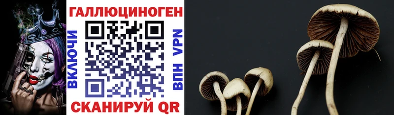 Псилоцибиновые грибы MAGIC MUSHROOMS  Опочка 